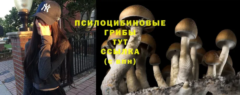 Галлюциногенные грибы Psilocybine cubensis  дарнет шоп  Зуевка 